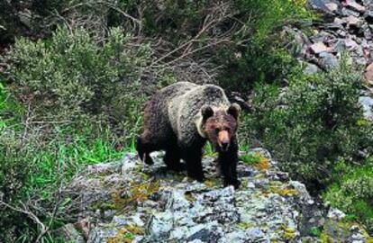 Osa hembra en el Parque Natural de las Fuentes del Narcea, Asturias, en mayo del 2013.