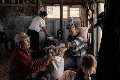 Cachemir de Mongolia