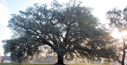 El alcornoque de Palmela, árbol europeo del año.