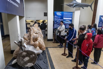 Visitantes observan la ballena Perucetus colossus, en Lima.