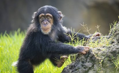 'Djibri' fue trasladado al Bioparc de Valencia para 'encontrarle' una madre. Y fue 'Eva' quien manifestó afecto, instinto de protección y acercamiento.