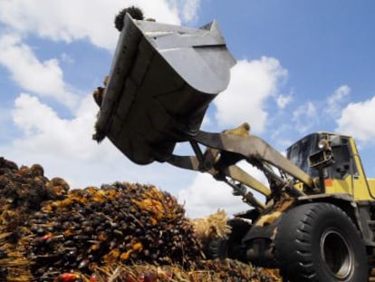 Un tractor cargando con plantas destinadas a la obtenci&oacute;n de biocombustibles. 