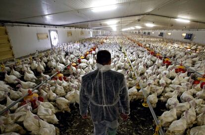 Un empleado inspecciona pavos en una instalación de Pavos Tambov, una empresa conjunta entre el productor ruso de carne Cherkizovo y el grupo agrícola español Grupo Fuertes, en las afueras de Tambov, Rusia.