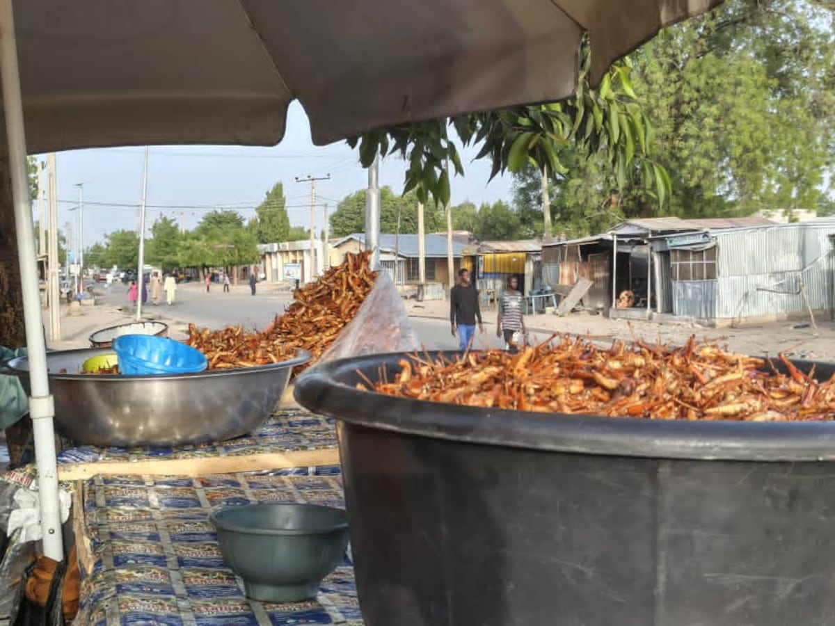 Africa’s lucrative, nutritious grasshopper business runs into Western prejudice against eating insects