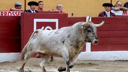 Primer toro de la corrida portuguesa de Sobral.