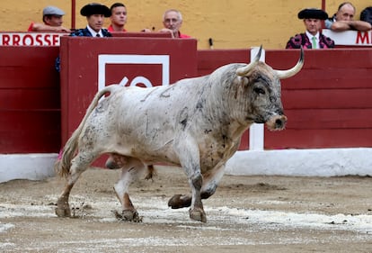 Primer toro de la corrida portuguesa de Sobral.