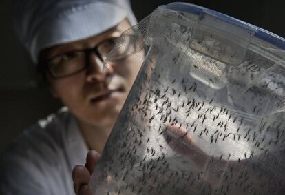 El investigador Zhang Dongjing muestra un recipiente con mosquitos estériles en un laboratorio en un centro coordinado de la universidad Sun Yat-Sen y la de Michigan. Guangzhou, China.