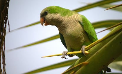 A monk parakeet (Myiopsitta monachus).