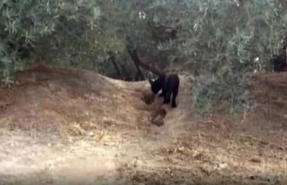 La supuesta pantera de Ventas de Huelma (Granada), fotografiada por un ciclista.