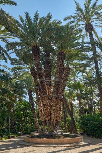 La Palmera Imperial, un icono del Huerto del Cura, en Elche.