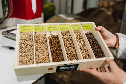 En Mocay supervisan la calidad durante todo el proceso y desde su materia prima, los distintos tipos de granos de café.