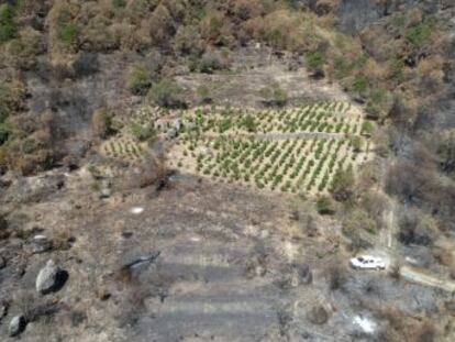 El incendio forestal de Cadalso de los Vidrios y Cenicientos del pasado 28 de junio dañó una de las principales zonas vinícolas de la región, cuyos dueños temen que los caldos pierdan su prestigio emergente