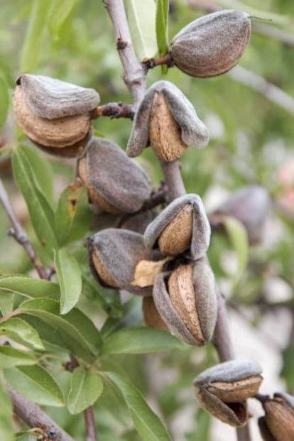 Almendras en la localidad alicantina de La Nuc&iacute;a