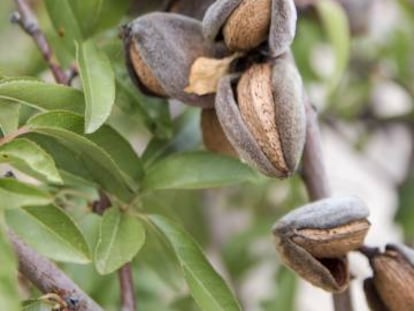 Almendras en la localidad alicantina de La Nuc&iacute;a