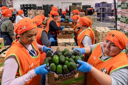 Una empresa exportadora de aguacate en Uruapan, México, el 18 de marzo de 2025.