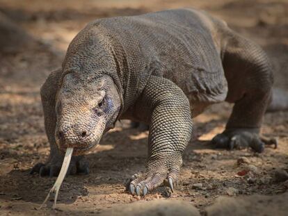 Un dragón de Komodo, animal al que Google dedica un 'doodle'.