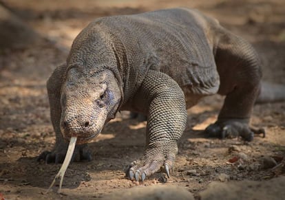 Un dragón de Komodo, animal al que Google dedica un 'doodle'.