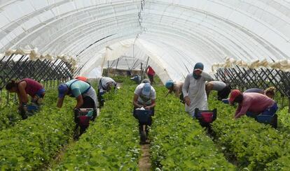 Un grupo de personas trabajan en la recolección de fresas Palos de la Frontera (Huelva).