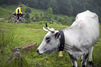 Ciclistas junto a una de las vacas gasconas que gustan de cortar el tráfico entre los puertos de Lers y Agnes, en los Pirineos franceses.