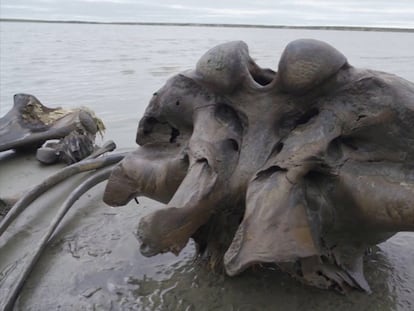 Aparecen en Siberia los restos de un mamut de más de 10.000 años