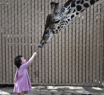 Uma criança dá de comer a um filhote de girafa Masai, no zoo de Los Angeles.