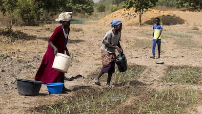 La agricultura vence a la emigración