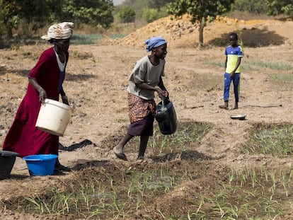 La agricultura vence a la emigración