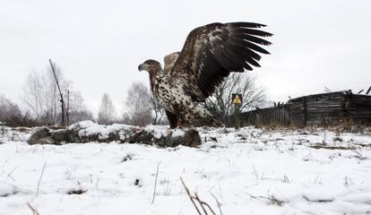 Un águila de cola blanca junto al cadáver de un lobo en el pueblo abandonado de Dronki (Bielorrusia).