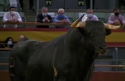 Seria estampa del sexto toro de la tarde, Cumbrero, de 540 kilos.