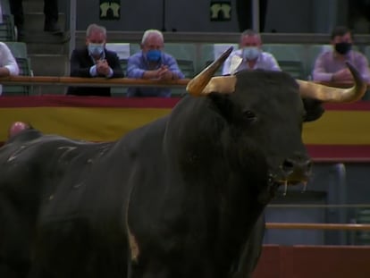 Seria estampa del sexto toro de la tarde, Cumbrero, de 540 kilos.