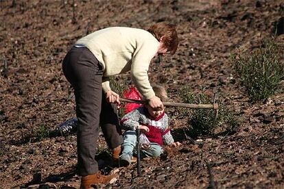 Una voluntaria, ayer, planta bellotas en la Ribera del Gallego, entre El Madroño y Berrocal.