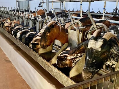 Cabras payoyas, durante el ordeño.