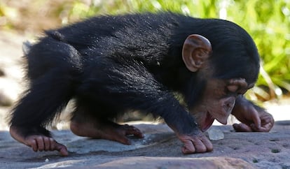 El chimpancé Liwali, de un año, juega con un cubito de hielo en el zoo de Taronga en Sidney (Australia) para sofocar las altas temperaturas.