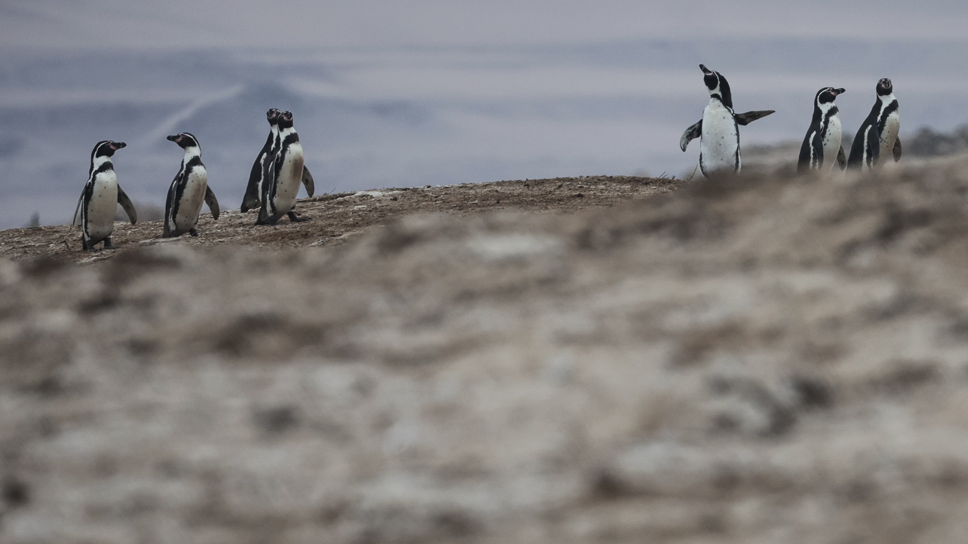 Pingüinos de Humboldt cruzando la pampa de Punta San Juan.