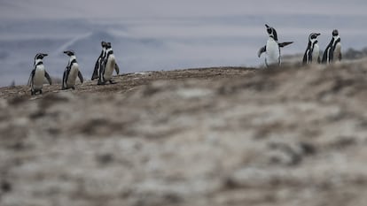 Pingüinos de Humboldt cruzando la pampa de Punta San Juan.