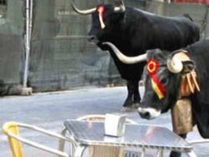 Más de un millar de cabezas de ganado han recorrido las calles del centro de Madrid por la Fiesta de la Trashumancia.