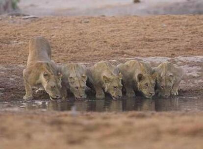 Imagen de la serie documental <i>Planeta Tierra.</i>