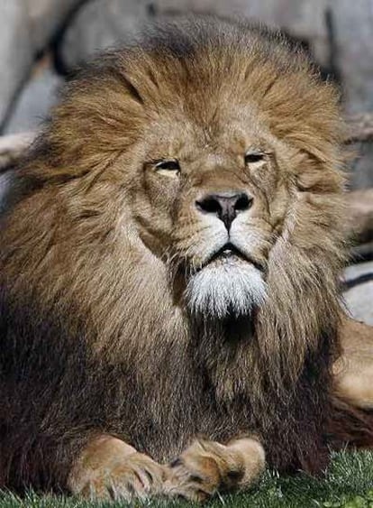 Un león toma el sol durante la inauguración hoy del Bioparc, el nuevo zoo de la ciudad de Valencia.