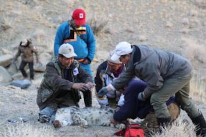 Los collares con GPS dan información sobre los patrones de movimiento de estos felinos.