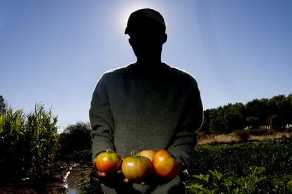 Doura, un senegalés sin papeles, muestra los tomates recolectados para la empresa social de cátering Algo Nuevo en uno de los huertos que la asociación vecinal trabaja en tierras abandonadas de la comarca rural.
