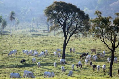 Área da fazenda Primavera, ocupada pelos índios. No local, 3.000 cabeças de gado aguardam a autorização da Justiça para sua retirada.