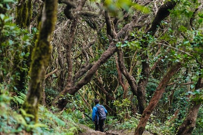 El parque natural de Anaga muestra una imagen muy distinta del Tenerife de sol y playa: humedad, exuberacia vegetal y vistas espectaculares. La zona cuenta además con una buena red de senderos donde predomina la laurisilva, y caminos costeros que pasan por zonas preciosas.