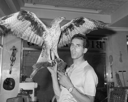 El ciclista posa con un águila disecada, en recuerdo de su mote 'El águila de Toledo', en el año 1967 en su tienda de deportes en Toledo.
