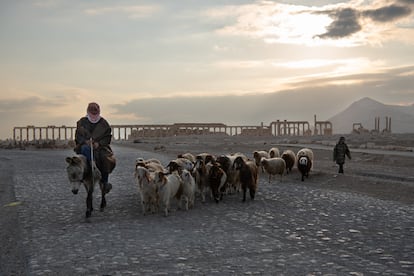 Un vecino pastorea junto a su hijo un rebaño de cabras por las ruinas de Palmira en el atardecer del 8 de febrero de 2025.