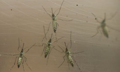 Mosquito Aedes, transmisor del virus zika.