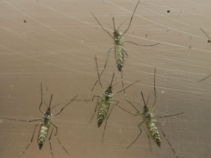 Mosquito Aedes, transmisor del virus zika.