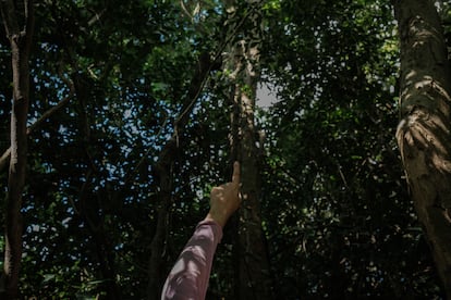 Pau Brasil árboles