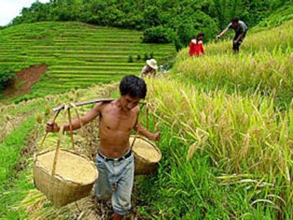 Un campesino cosecha arroz en la provincia china de Yunnan.