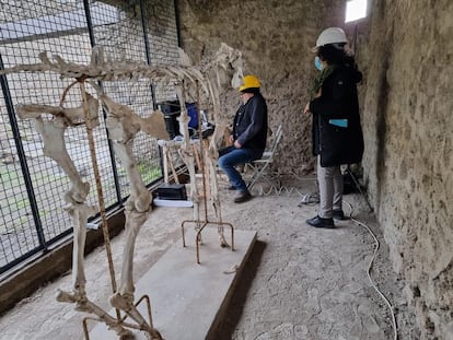 Dos arqueólogos estudian con un escáner láser el esqueleto del caballo de Maiuri, en el Parque arqueológico de Pompeya.