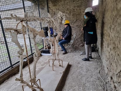 Dos arqueólogos estudian con un escáner láser el esqueleto del caballo de Maiuri, en el Parque arqueológico de Pompeya.